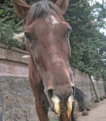 African Horse virus